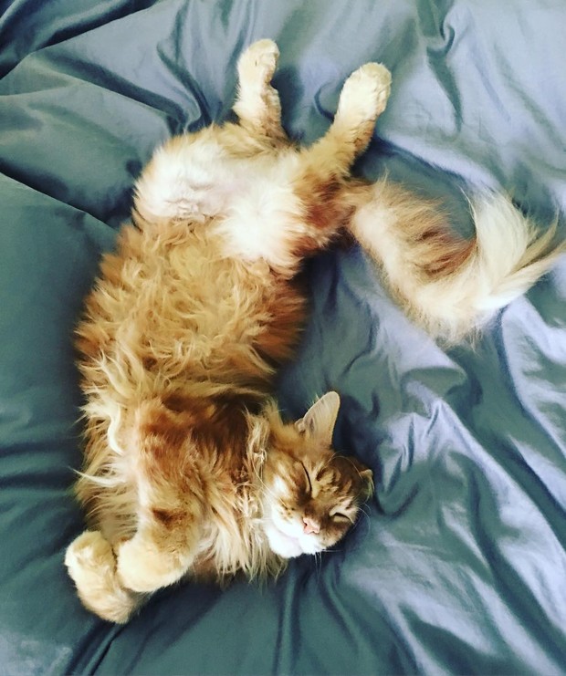 Kibe, o gato de Carolina Dieckmann (Foto: Instagram / Reprodução)