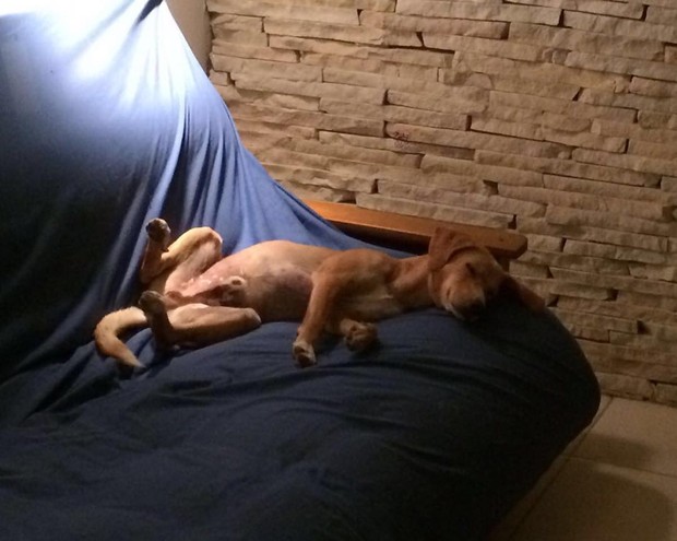 Cachorro de Paolla Oliveira (Foto: Reprodução/Instagram)