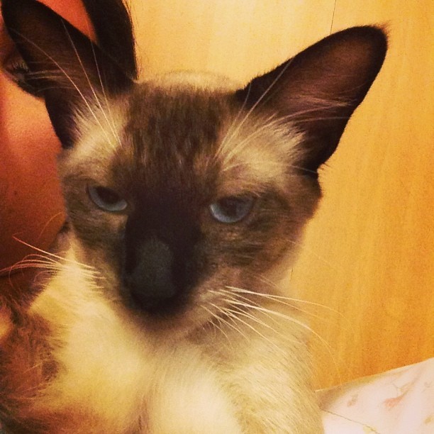 Gentil, gato de Tatá Werneck (Foto: Instagram / Reprodução)