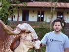 Rei do gado: Murilo Benício organiza novo leilão de animais
