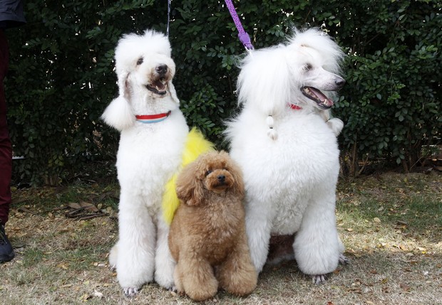 Cachorros com penteados especiais em evento (Foto: Celso Tavares/EGO)