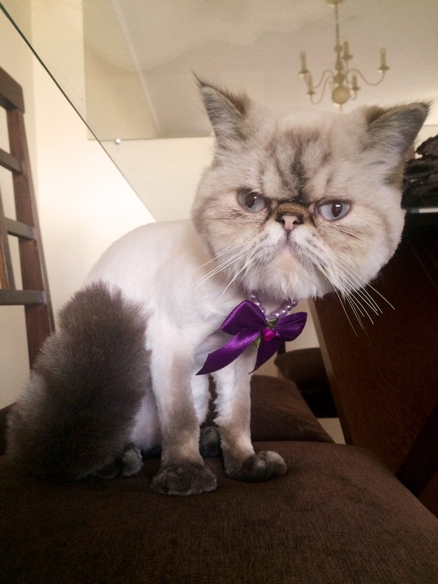 Gato da Andressa Urach (Foto: Reprodução / Instagram)