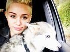 Miley Cyrus posa com cachorro dentro de carro