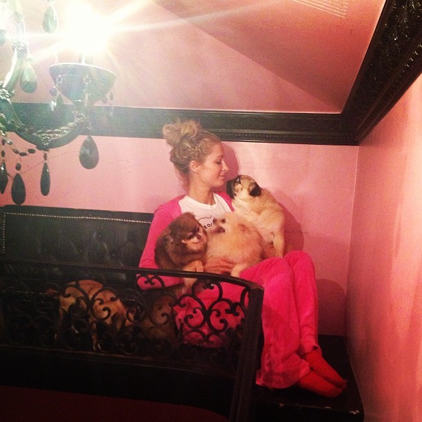 Paris Hilton mata a saudade de seus cachorros (Foto: Instagram)