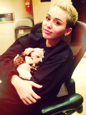 Miley Cyrus posta foto com novo cachorrinho de estimação (Foto: Reprodução / Twitter)