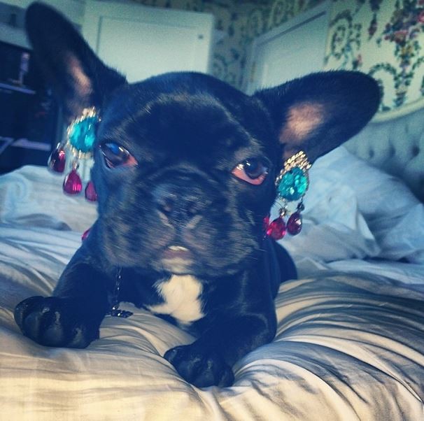 Cachorro de Lady Gaga (Foto: Instagram / Reprodução)