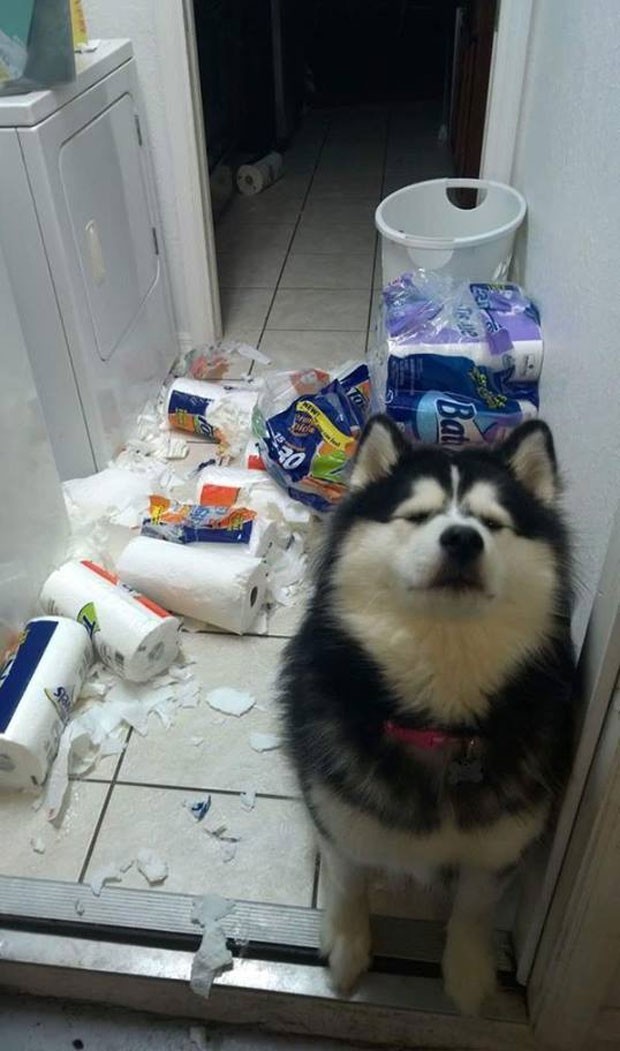 Cachorro bomba na web em foto que mostra farra na lavanderia (Foto: Reprodução/Facebook)