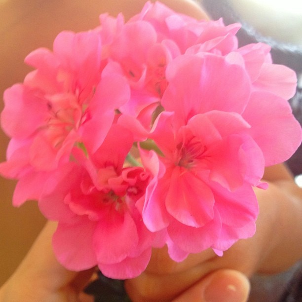 Gisele Bündchen mostra flor que ganhou do filho, Benjamin (Foto: Instagram/ Reprodução)