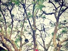 De biquíni, Thaila Ayala posa em cima da árvore e diz: 'Minhas macaquices'