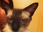 Tatá Werneck pede ajuda para encontrar gato: 'Desesperados'