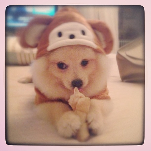 Karina Bacchi publica foto de seu cãozinho usando touca de macaco (Foto: Reprodução/Instagram)