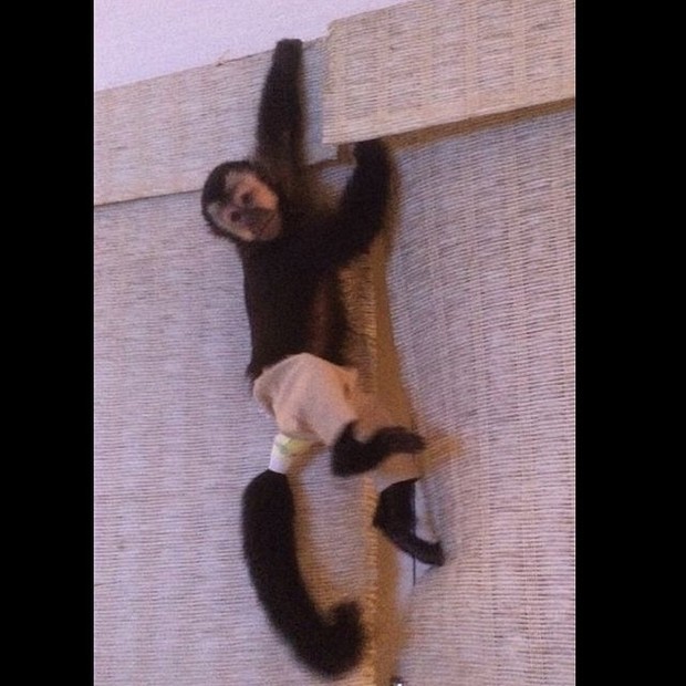 Twelves, macaco de Latino e Rayanne Morais (Foto: Instagram / Reprodução)