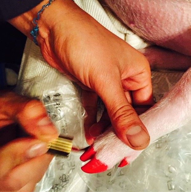 Miley Cyrus pinta unha do porco (Foto: Instagram / Reprodução)