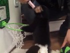 Latino coloca macaco para jogar basquete