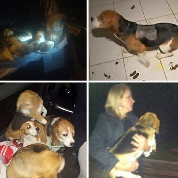 Carol Dias posta foto sobre Beagles (Foto: Instagram/Reprodução)