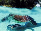 Isis Valverde posta foto de biquíni nadando com tartaruga marinha