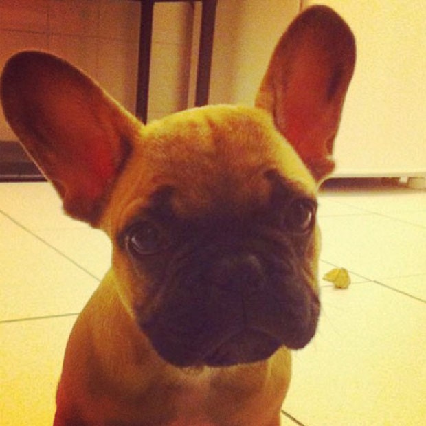Bárbara Evans posta foto do cachorrinho, Bruce (Foto: Instagram / Reprodução)