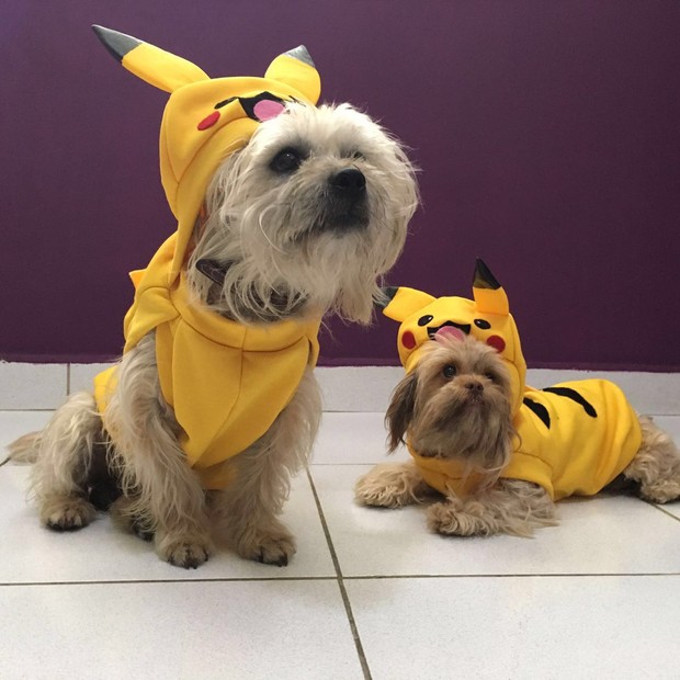 Cães vestidos de Pokémon serão atração de feira de adoção organizada por Luisa Mell (Foto: arquivo pessoal)