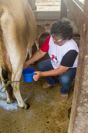 Marlene Mattos tira leite de vaca em hotel (Foto: Anderson Barros/EGO)
