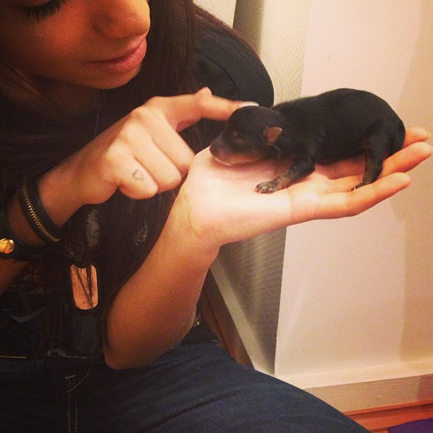 MC Anitta com cachorrinho (Foto: Instagram / Reprodução)