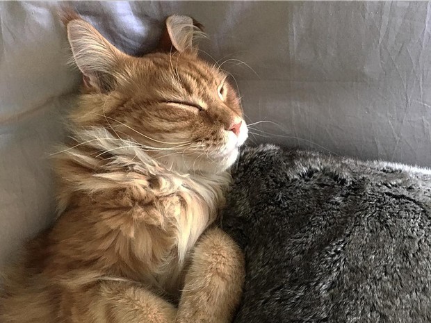 Kibe, o gato de Carolina Dieckmann (Foto: Instagram / Reprodução)