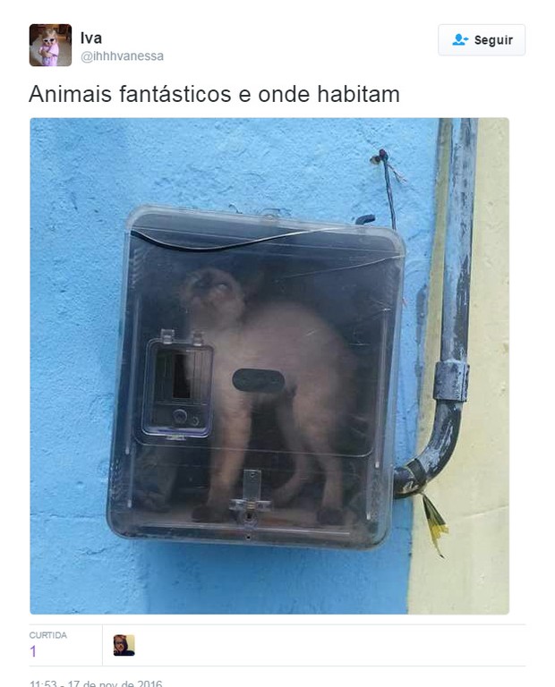 Memes sobre Animais Fantásticos e Onde Habitam (Foto: Reprodução / Twitter)