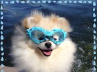 Karina Bacchi mostra foto do cachorro com óculos de mergulho