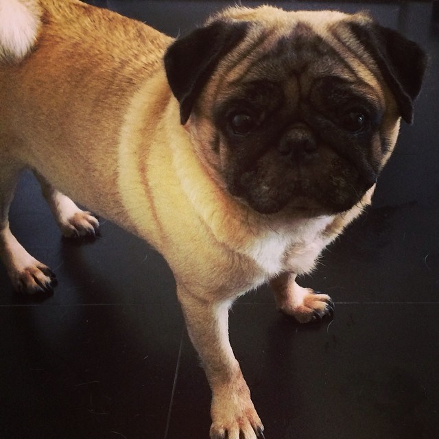 Cachorro de Bruna Marquezine (Foto: Instagram / Reprodução)