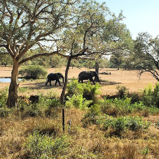 Giovanna Ewbank posta foto de elefantes na África do Sul (Foto: Reprodução/Instagram)