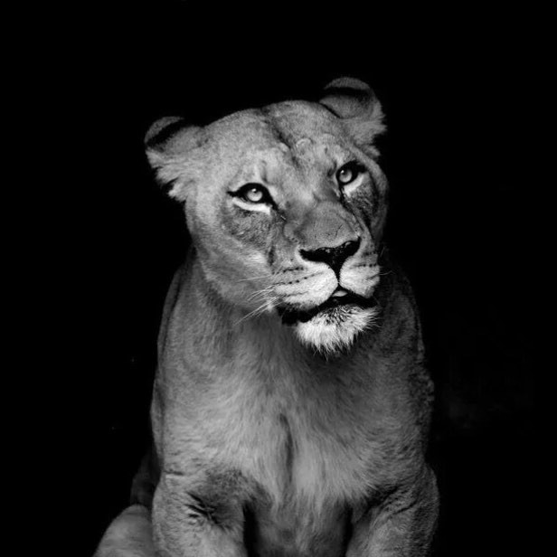 Bruna Marquezine posta foto de um leão, símbolo de seu signo (Foto: Reprodução/Instagram)