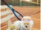 Cachorro de Karina Bacchi aparece vestido com roupa de tenista