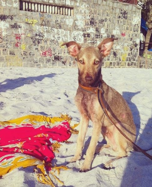 Cachorro de Petra Mattar (Foto: Instagram / Reprodução)