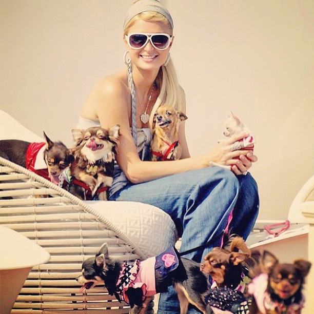 Paris Hilton posa rodeada por seus sete cachorrinhos