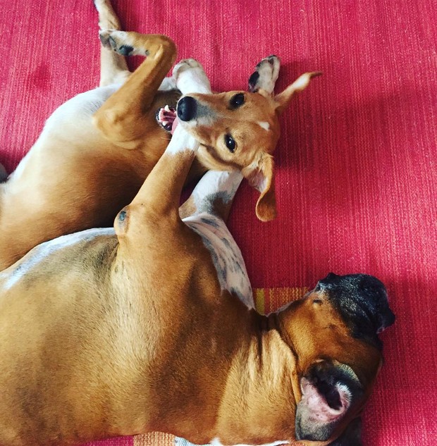Cachorrinhos de Paola (Foto: Reprodução/Instagram)