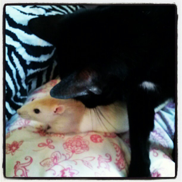 O gatinho adota o ratinho 'Xeradinho' (Foto: Reprodução/Instagram)