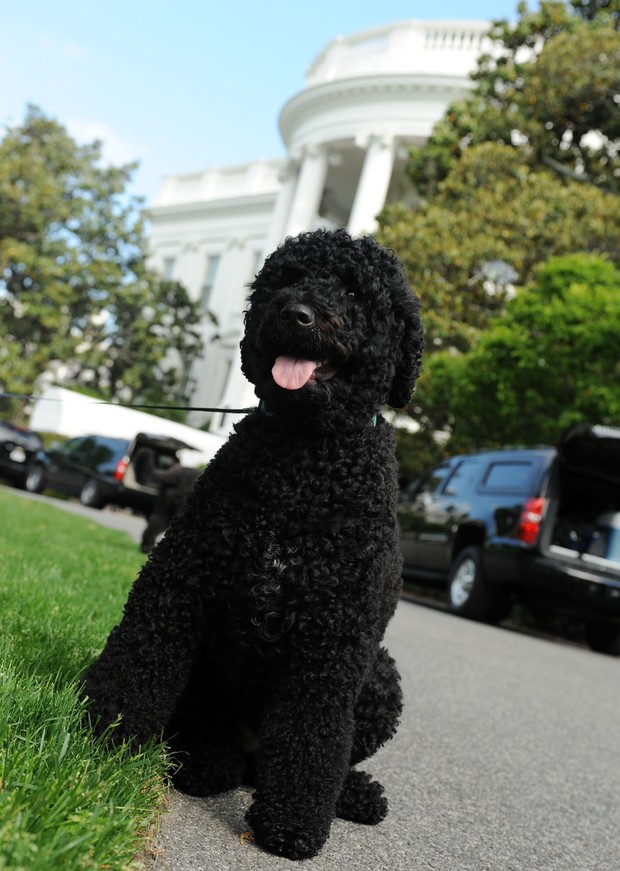 Sunny, cachorro de Obama (Foto: Getty Images)