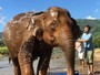 Jayme Matarazzo dá banho em elefantes durante lua de mel