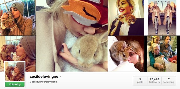 Cecil Delevingne, coelho da Cara Delevingne (Foto: Instagram/Reprodução)