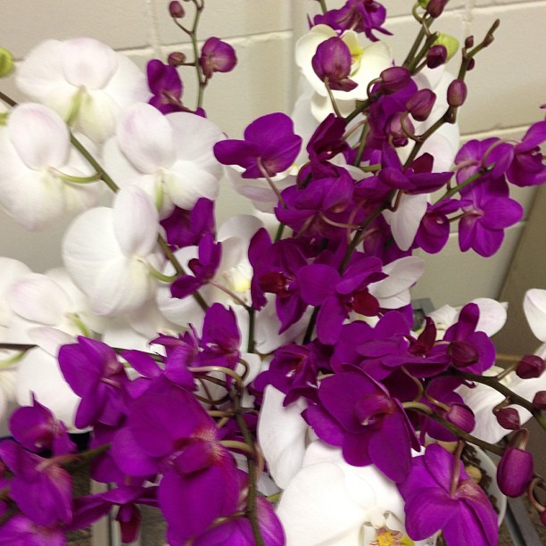 Flores de Fátima Bernades (Foto: Instagram/ Reprodução)