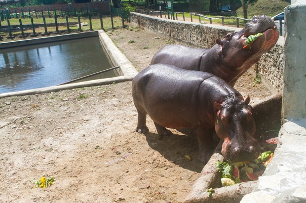 Casal de hipopótamos faz a alegria do hotel fazenda comandado por Marlene Mattos (Foto: Anderson Barros/EGO)