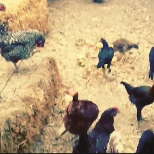 Gisele posta vídeo pegando ovo de galinha (Foto: Reprodução/ Instagram)