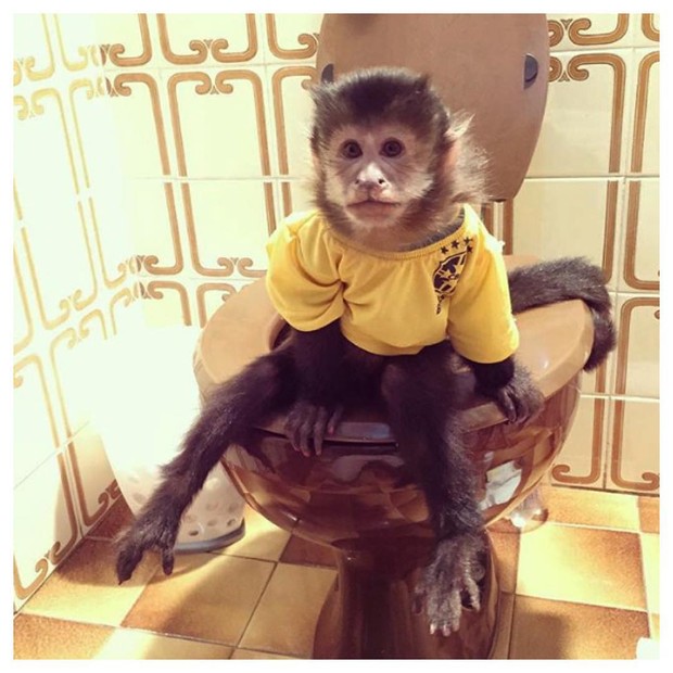 Veja 10 momentos fofos de Twelves, o macaco de Latino
