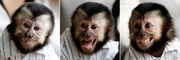 12 Macacos bebés tão fofos, que parecem feitos em photoshop