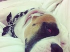Giovanna Ewbank posta foto de seu cachorro, Johnny, doentinho