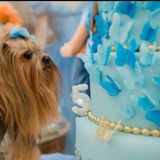 Festa luxuosa para a cadelinha Nina (Foto: Reprodução Facebook / Lollipop Produções)