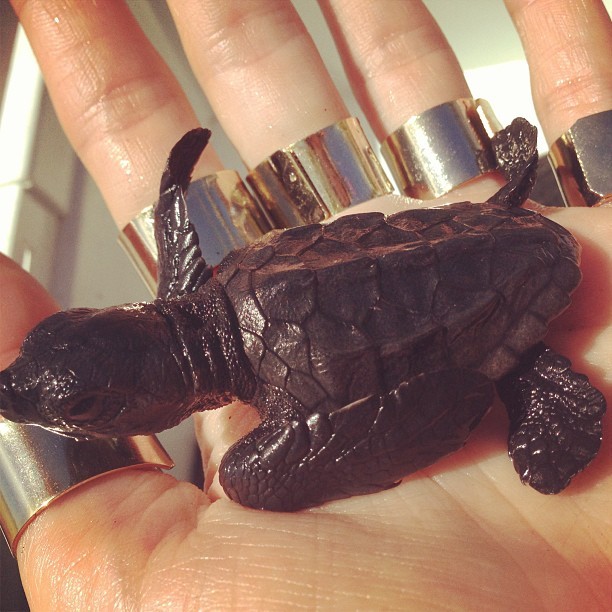 Isabelli Fontana posta foto de tartaruguinha (Foto: Instagram / Reprodução)