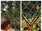 Wanessa mostra foto do filho 'encantado com uma borboleta'