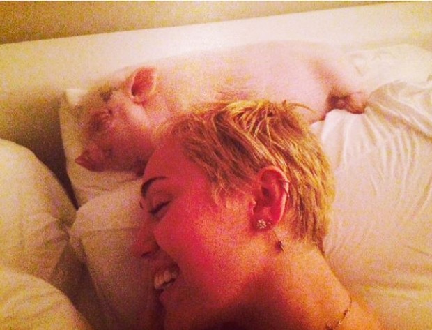 Miley Cyrus com porquinho (Foto: Reprodução/ Instagram)