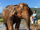 Jayme Matarazzo dá banho em elefantes durante lua de mel