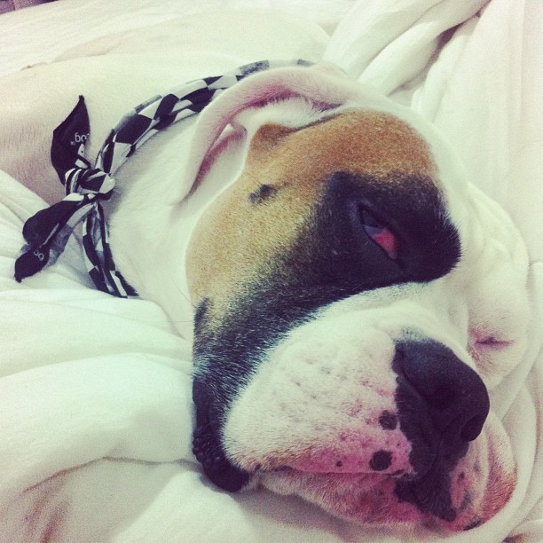 Giovanna Ewbank conta que seu cachorro está passando mal um dia antes do 'Cachorrada Vip' (Foto: Instagram)